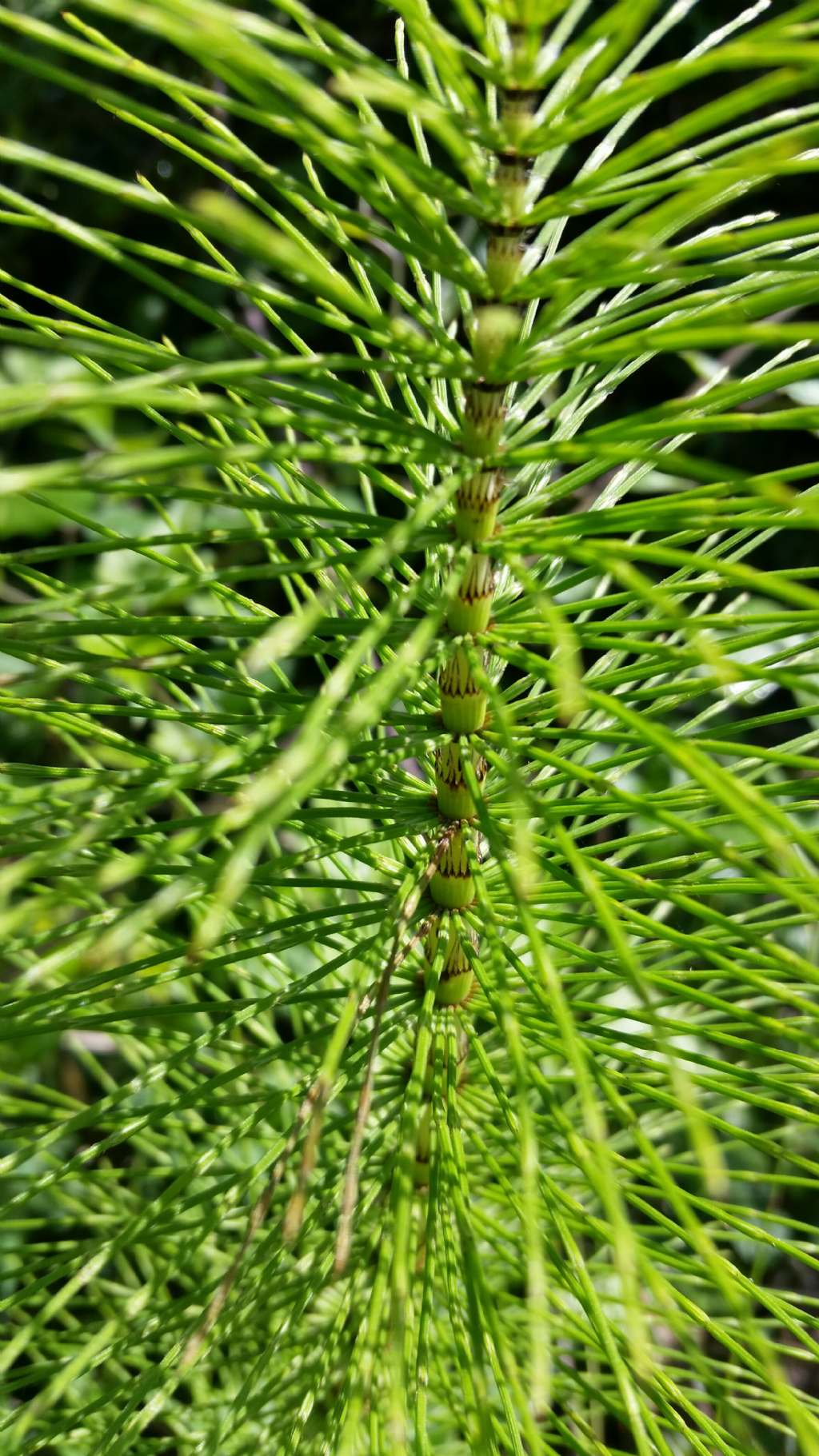 Equiseto?  S ! Equisetum telmateia  (Sphenopsida... Equisetaceae)